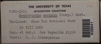Hemitrichia serpula image